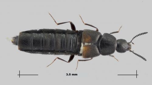 Réf. 273 378 : Aleochara bipustulata